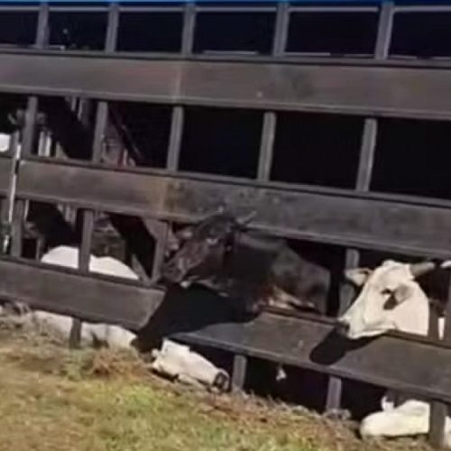 Caminhão com bois tomba e bloqueia Marechal Rondon em Guararapes