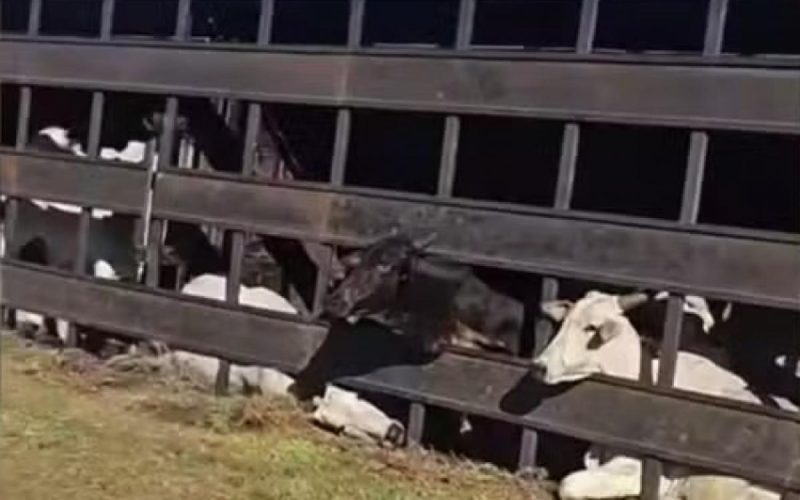 Caminhão com bois tomba e bloqueia Marechal Rondon em Guararapes