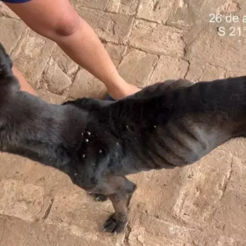 Cachorra desnutrida é resgatada e tutor recebe multa de R$ 3 mil