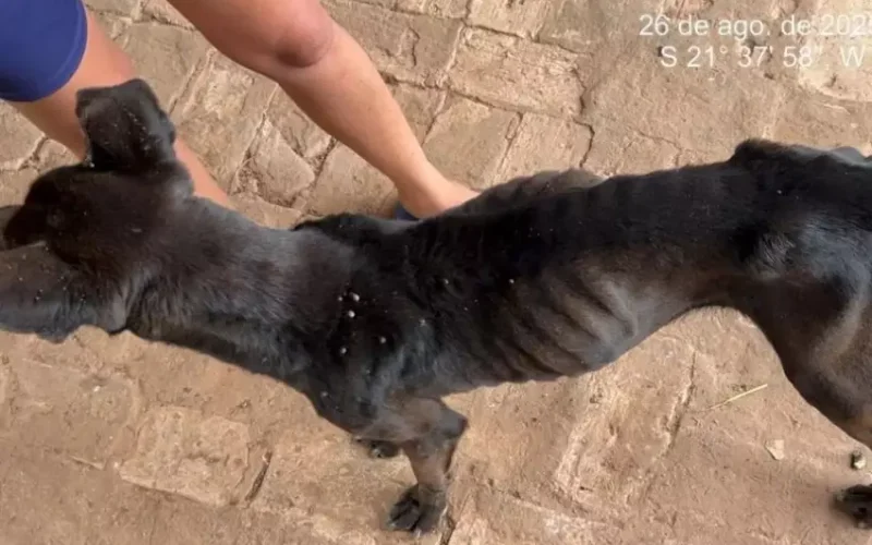 Cachorra desnutrida é resgatada e tutor recebe multa de R$ 3 mil
