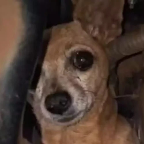 Cachorrinha Xuxa viaja 300km no motor do carro da dona