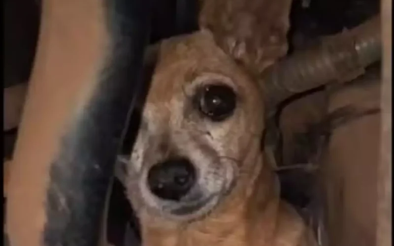Cachorrinha Xuxa viaja 300km no motor do carro da dona