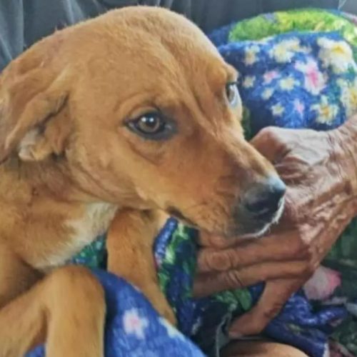 Homem leva multa de R$ 3 mil por atirar em cachorro