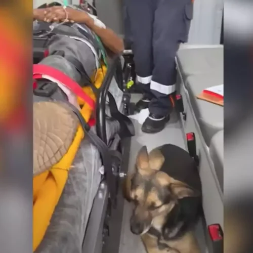 Cachorrinha vai de ambulância com tutor até o hospital