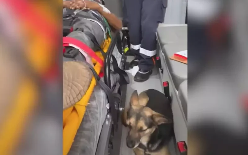 Cachorrinha vai de ambulância com tutor até o hospital