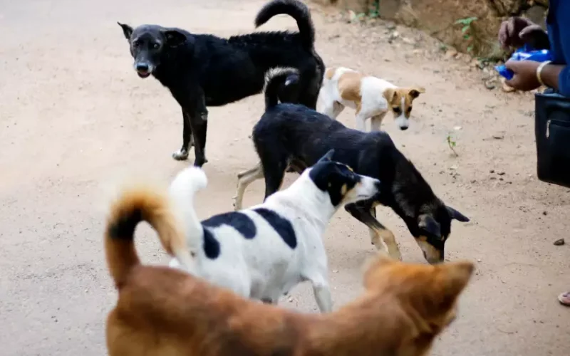 Servidor da Zoonoses agride cachorro em hospital veterinário
