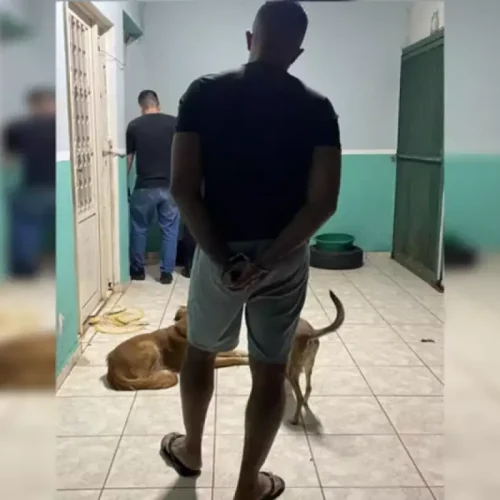 Cães morrem após procedimentos de falso veterinário