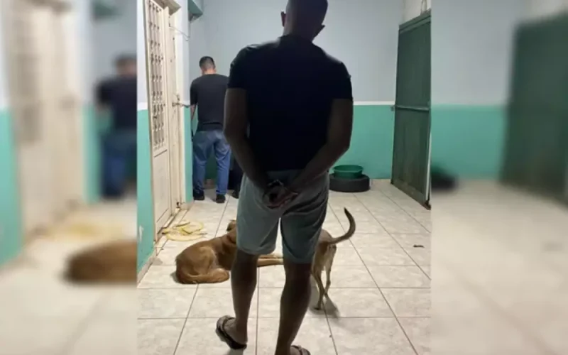 Cães morrem após procedimentos de falso veterinário