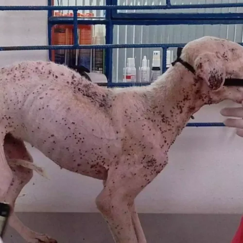 Pitbull morre após ser resgatada em situação de abandono
