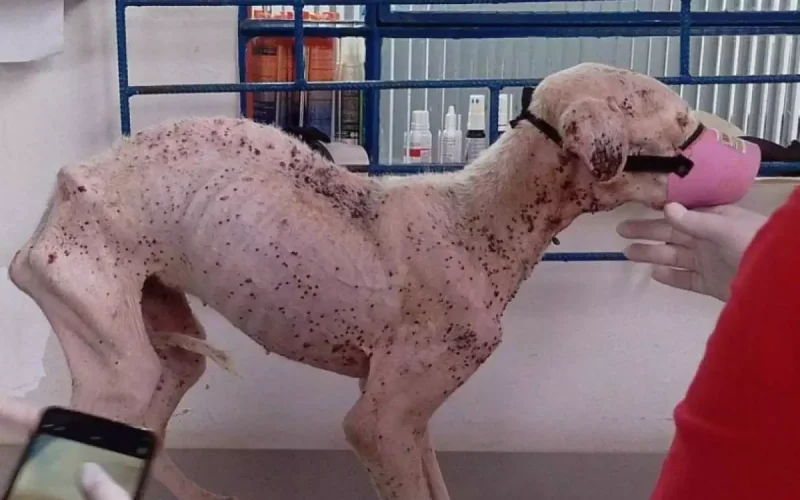 Pitbull morre após ser resgatada em situação de abandono