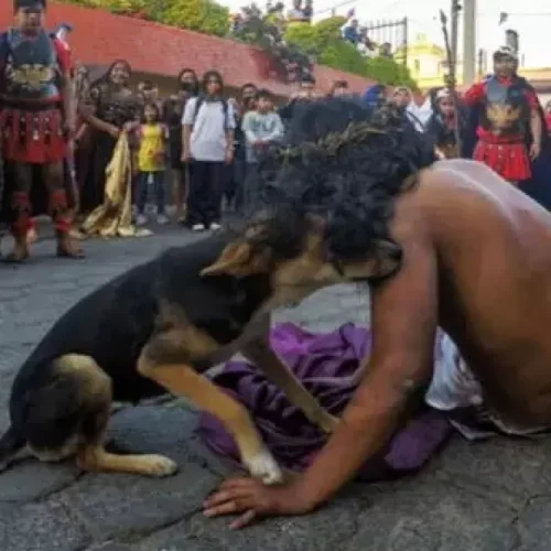 Cão tenta consolar “Jesus” durante via crucis e gesto inocente mostra o verdadeiro sentido da Páscoa