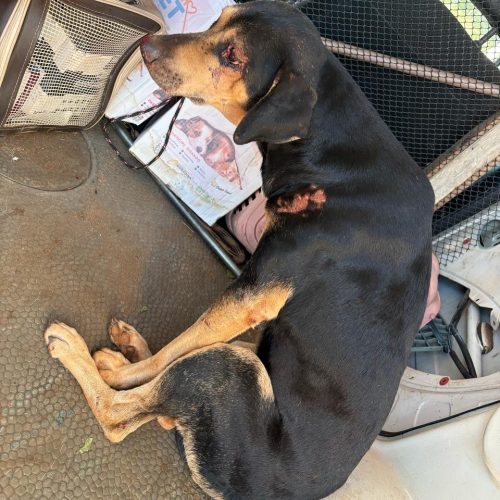 Prefeitura de Andradina realiza resgate de cãozinho abandonado e vítima de atropelamento