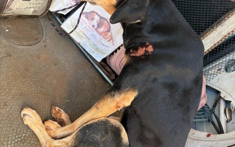 Prefeitura de Andradina realiza resgate de cãozinho abandonado e vítima de atropelamento