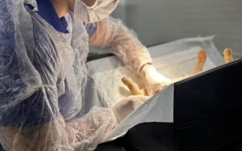 Andradina: Castramóvel vai chegar ao Benfica com castração e microchipagem de gatos