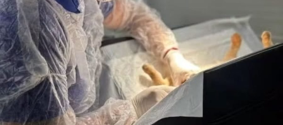 Andradina: Castramóvel vai chegar ao Benfica com castração e microchipagem de gatos