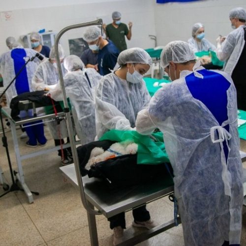 Mutirão de Castração de Gatos será em 13 de setembro em Andradina