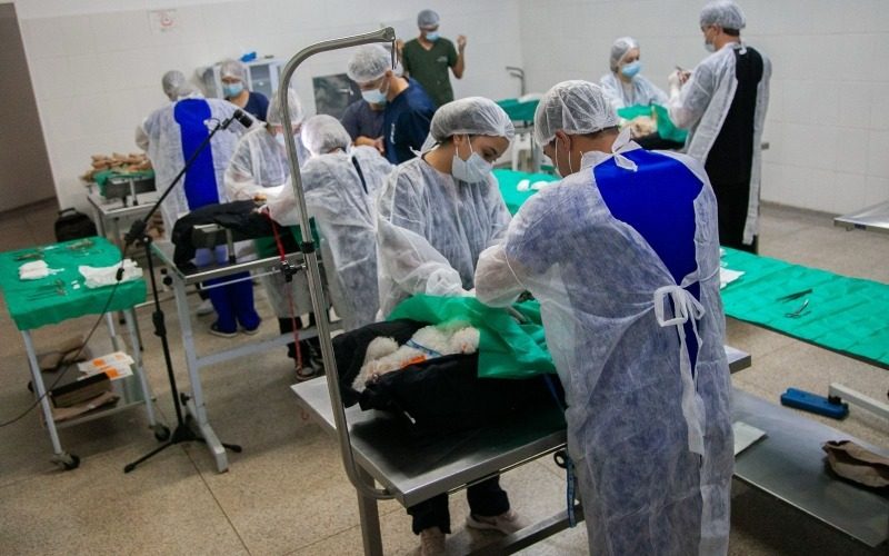 Mutirão de Castração de Gatos será em 13 de setembro em Andradina