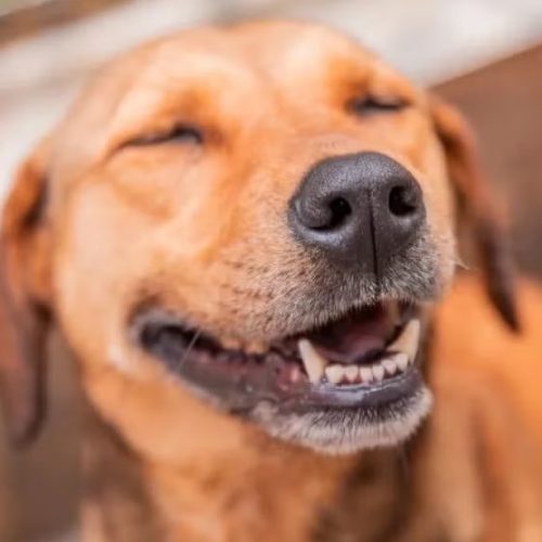 Município de Andradina começa a agendar castração de cachorros