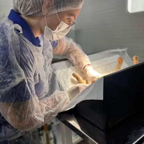 CASTRAMÓVEL ANDRADINA: Saiba como agendar a castração do seu gato 