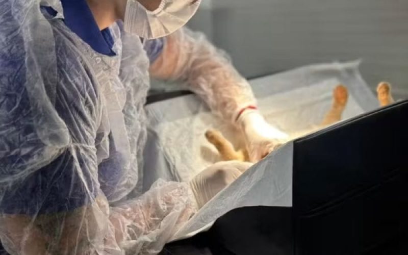 CASTRAMÓVEL ANDRADINA: Saiba como agendar a castração do seu gato 