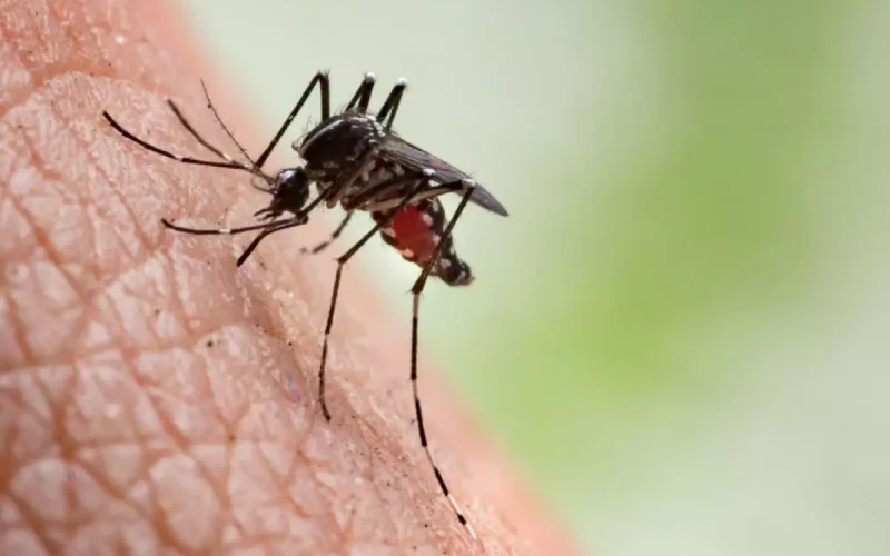 Araçatuba vive surto de chikungunya com aumento de casos