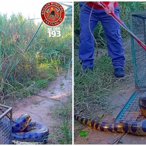 Cobra Sucuri de mais de 5 metros é capturada pelo Bombeiro na zona rural de Castilho