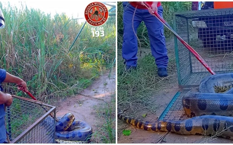 Cobra Sucuri de mais de 5 metros é capturada pelo Bombeiro na zona rural de Castilho