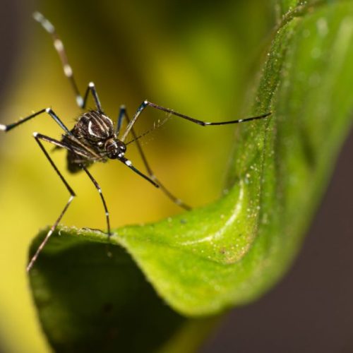 Morte de mulher com 31 anos com suspeita de Dengue é investigada em Birigui