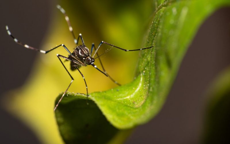 Morte de mulher com 31 anos com suspeita de Dengue é investigada em Birigui