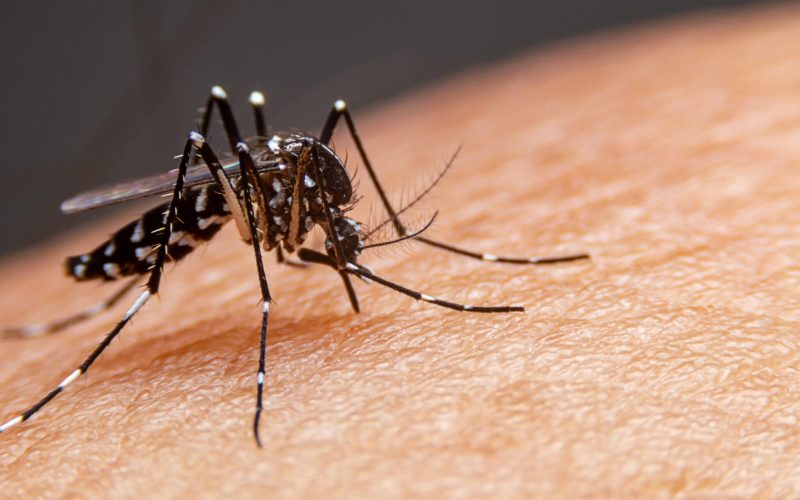 Casos de dengue quase dobram em Castilho e Saúde alerta para prevenção