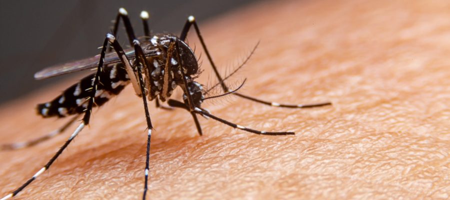 Casos de dengue quase dobram em Castilho e Saúde alerta para prevenção