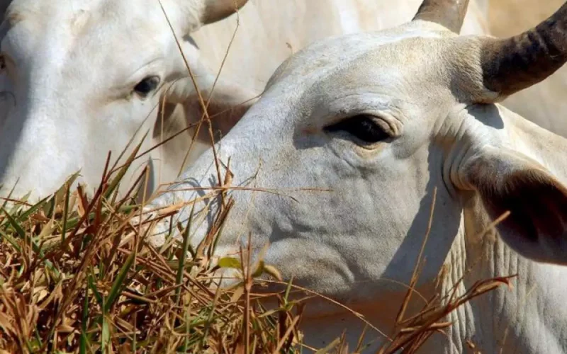 Polícia investiga furto de cabeças de gado em propriedade rural