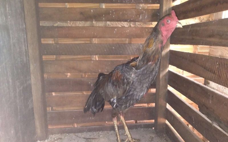 Policia Militar Ambiental age contra maus tratos de animais domésticos