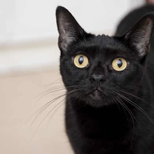 Dia Mundial da Conscientização do Gato Preto: Celebrando a Beleza e Quebrando Mitos