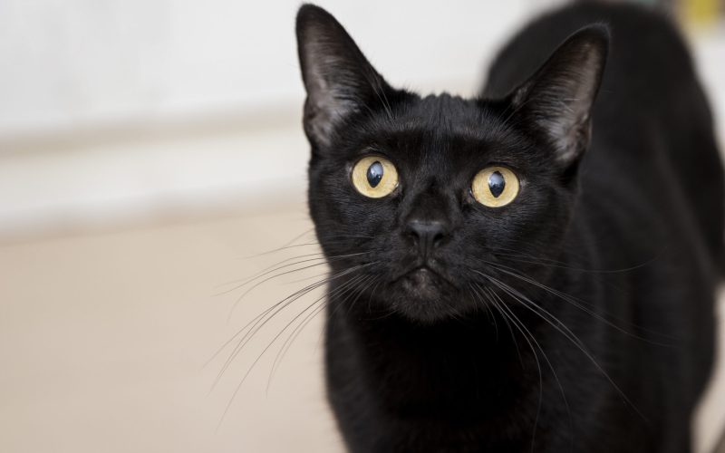 Dia Mundial da Conscientização do Gato Preto: Celebrando a Beleza e Quebrando Mitos