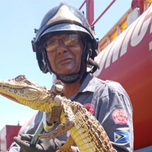 Dois jacarés aparecem na cidade de Castilho em menos de 1 mês