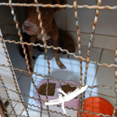 Ocorrência de maus-tratos a animais no bairro Jardim Europa em Andradina termina com multa e resgate dos animais