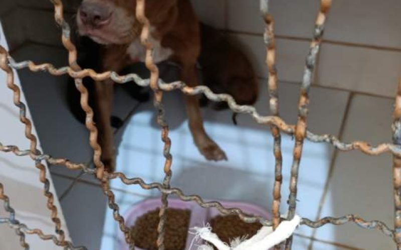 Ocorrência de maus-tratos a animais no bairro Jardim Europa em Andradina termina com multa e resgate dos animais