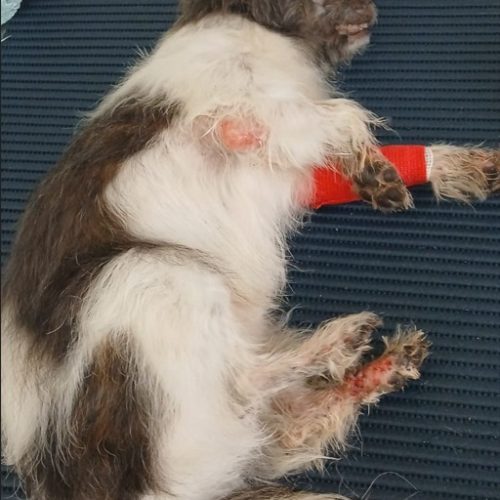 O pet é o melhor amigo do homem. O homem é o melhor amigo do pet? Maus-tratos a animais no Benfica em Andradina acaba em prisão