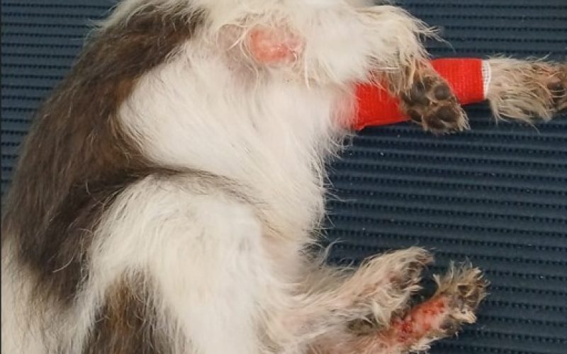 O pet é o melhor amigo do homem. O homem é o melhor amigo do pet? Maus-tratos a animais no Benfica em Andradina acaba em prisão