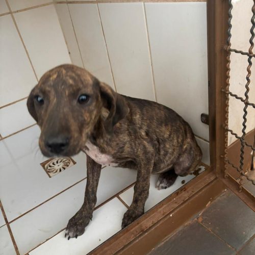 Causa animal resgata 4 cães vítimas de maus tratos