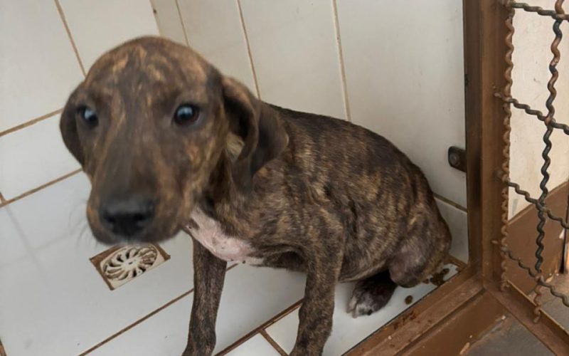 Causa animal resgata 4 cães vítimas de maus tratos
