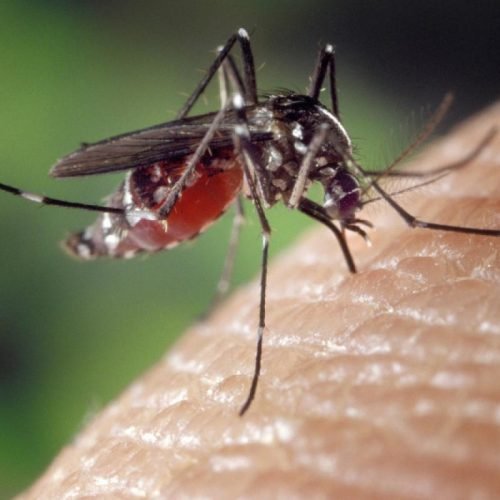 Aedes: quase metade dos municípios está em alerta ou risco