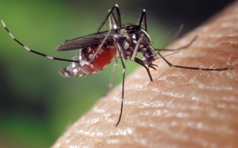 Aedes: quase metade dos municípios está em alerta ou risco