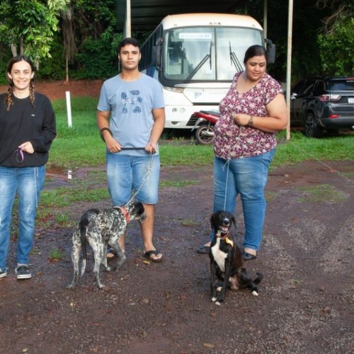 Cerca de 80 cães serão castrados em novo mutirão em Andradina
