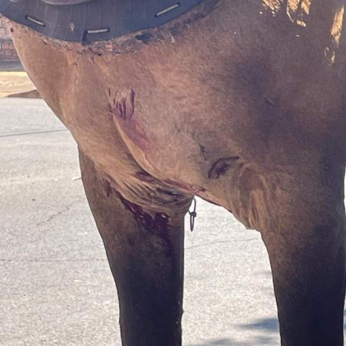Pitbull ataca cavalo em via pública em Andradina