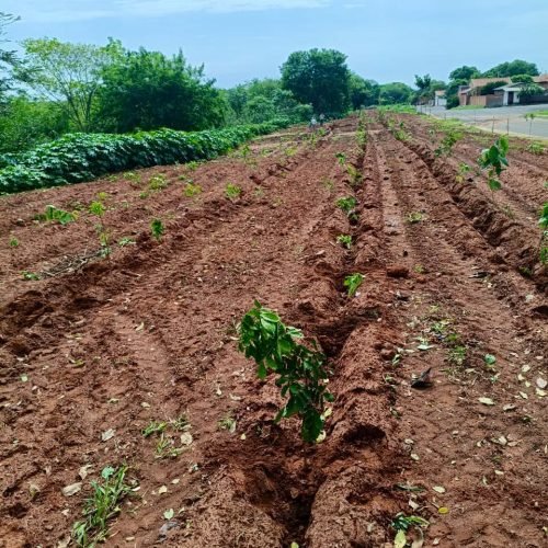Plantio de árvores promove recuperação de Área de Preservação Permanente