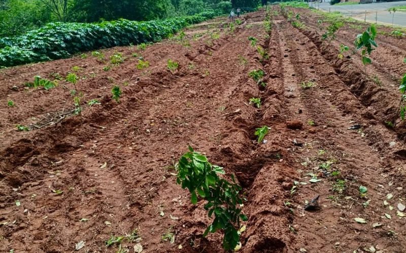 Plantio de árvores promove recuperação de Área de Preservação Permanente