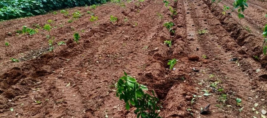 Plantio de árvores promove recuperação de Área de Preservação Permanente