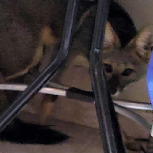 Raposa invade residência em Andradina e surpreende moradores ao acordarem